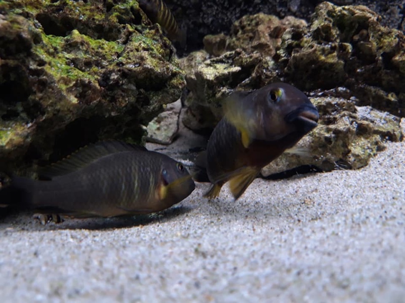 Tropheus sp. 'lukuga' Kalemie
